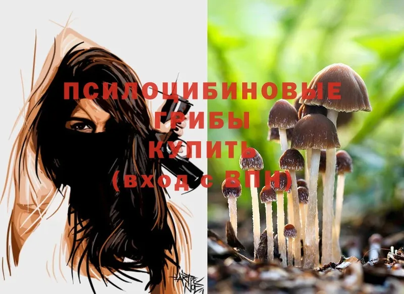 Псилоцибиновые грибы Cubensis  купить   Туран 